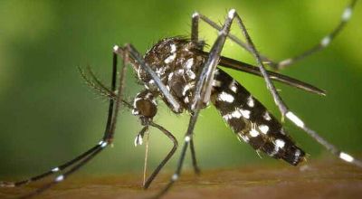 zanzara-vettore-arborovirus zanzara-vettore-arborovirus
